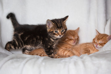Chatons