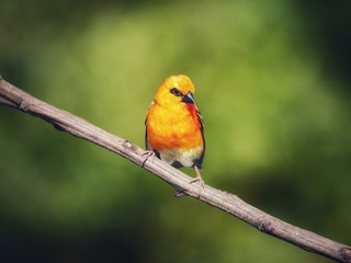 Red Fody Bird perching in natural habitat