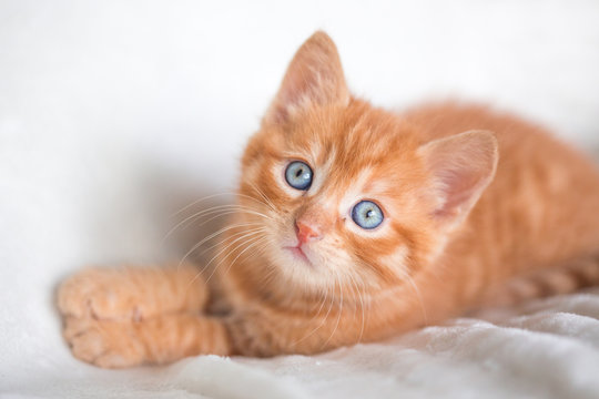 Chaton roux