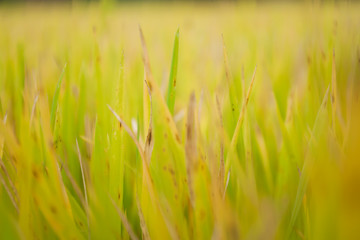 green grass with water drops