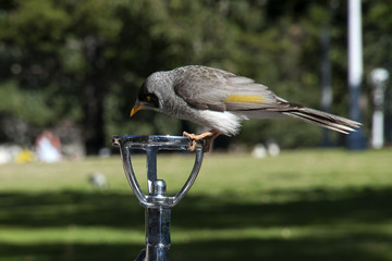 Sydney Australia, native noisy miner bird drinking from water bubbler in public park