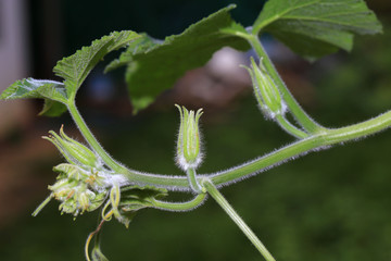 pumpkin leaf flower