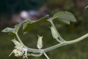 pumpkin leaf flower