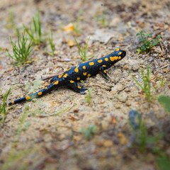 Obraz na płótnie Canvas Spotted black and orange salamander in the mountains of Rodopi, Greece