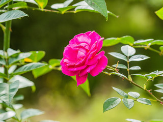 Obraz premium spetchley park gardens stately home england uk