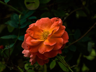 spetchley park gardens stately home england uk