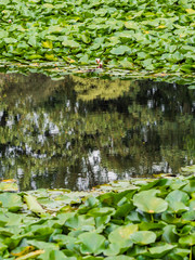 spetchley park gardens stately home england uk