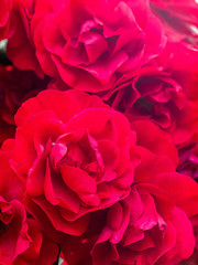 spetchley park gardens stately home england uk