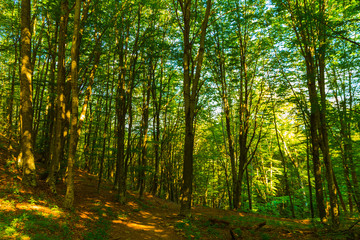 Sunbeams through the trees in a green forest