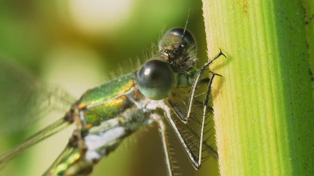 Dragonfly Lestes Dryas sits on a green leaf reed. Macro shot.