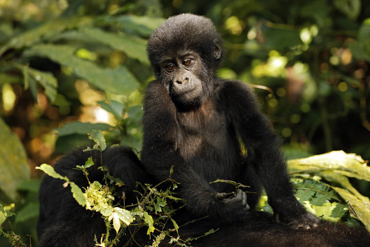 Baby Gorilla (Gorilla beringei beringei) Riding Mothers Back. Bwindi Impenetrable National Park, Uganda
