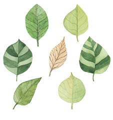 акварелью зеленые листы разной формы