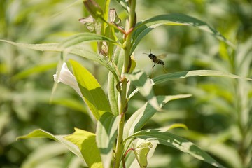 Wasp on flower
