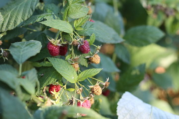 Green bush of raspberries