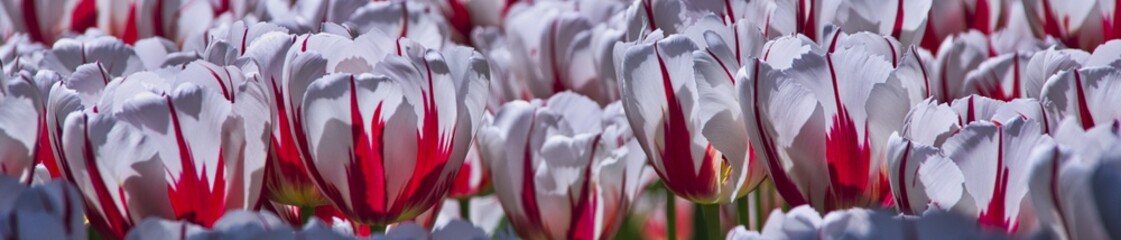 Naklejka premium pasek biało-czerwonych tulipanów