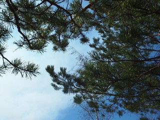pine branches against the sky