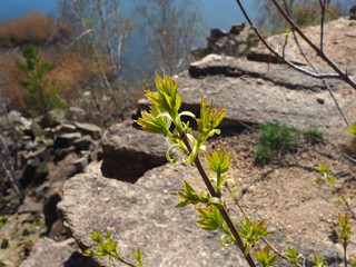 young green on the rocks