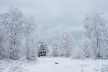 Obraz na płótnie Canvas First snow in the forest