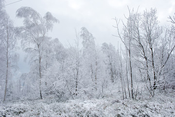 Winter trees covered with hoarfrost