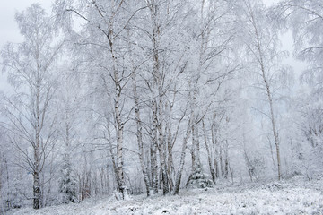 Fototapeta na wymiar Winter trees covered with hoarfrost