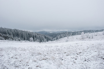 Winter trees covered with hoarfrost