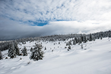 Winter forest covered with snow