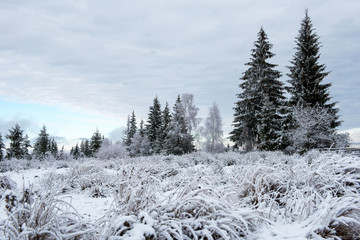 Winter trees covered with hoarfrost