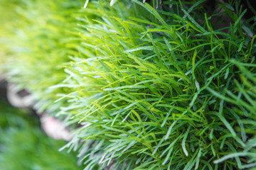 Beautiful green leaf