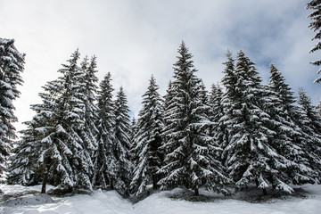 Winter forest covered with snow