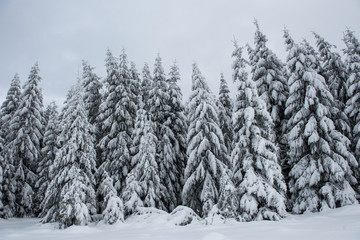Winter forest covered with snow