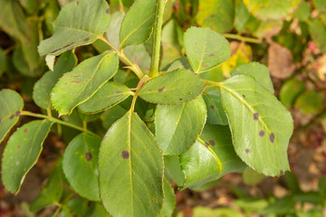 Parasitic defeat of rose bush and flowers close-up. The concept of protection of an industrialized rosarium against pests