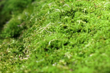 Muschio ingrandito (Macro)