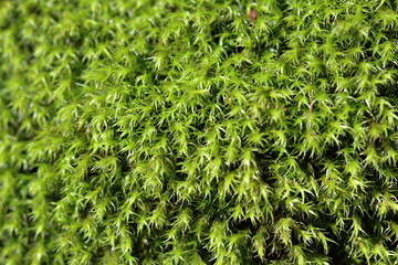 Muschio ingrandito (Macro)