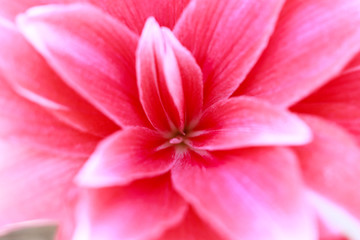 Closeup Inside Pink Flower