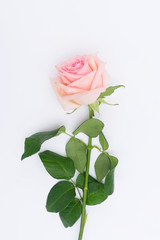 Rose fresh flower on table from above, flat lay scene