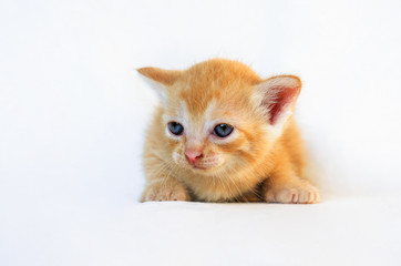 Red-haired kitten