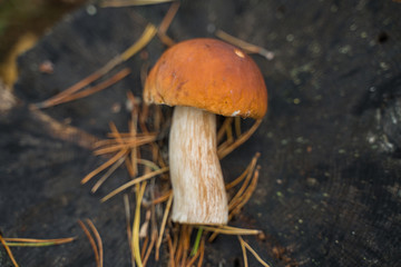 Beautiful boletus edulis mushroom standing on a black stump in the forest.