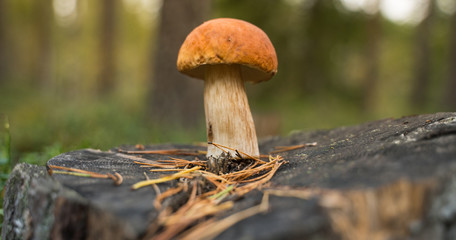 Beautiful boletus edulis mushroom standing on a black stump in the forest.