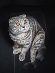 Full body portrait of young gorgeous scottish fold cat sitting in the dark place stare at bright light