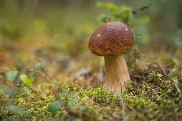 Beautiful boletus edulis mushroom growing in the natural forest.