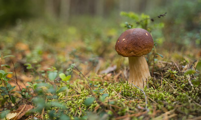 Beautiful boletus edulis mushroom growing in the natural forest.