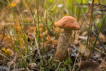 Orange cap boletus (Leccinum scabrum) mushroom growing in natural forest in Autumn.