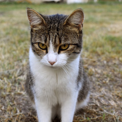 cranky cat sits and watches.