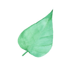 изумрудный лист акварелью - 223857184