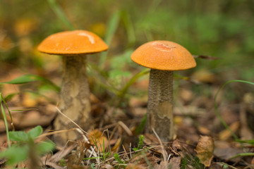 Orange cap boletus (Leccinum scabrum) mushroom growing in natural forest in Autumn.