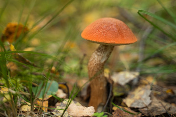 Orange cap boletus (Leccinum scabrum) mushroom growing in natural forest in Autumn.