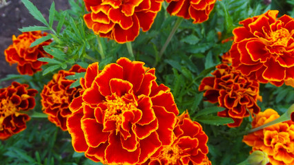 Obraz premium Beautiful flowers marigolds on a flower bed in the garden.