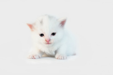 White kitten looks straight