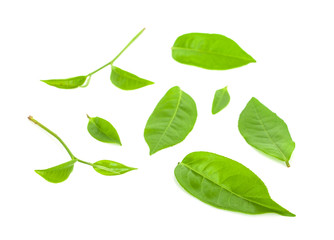 Green tea leaf isolated on white background