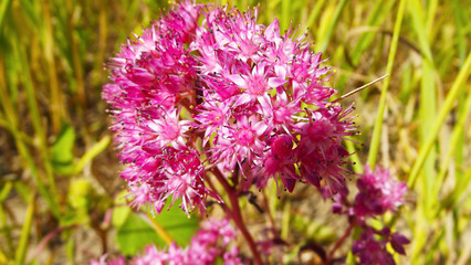 Beautiful pink flower on the edge of the forest.
